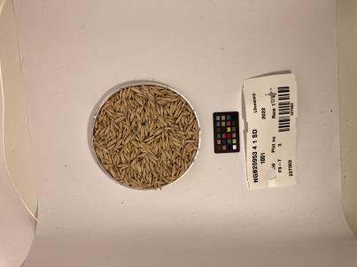 Click for 1 image(s) for this accession. SEED